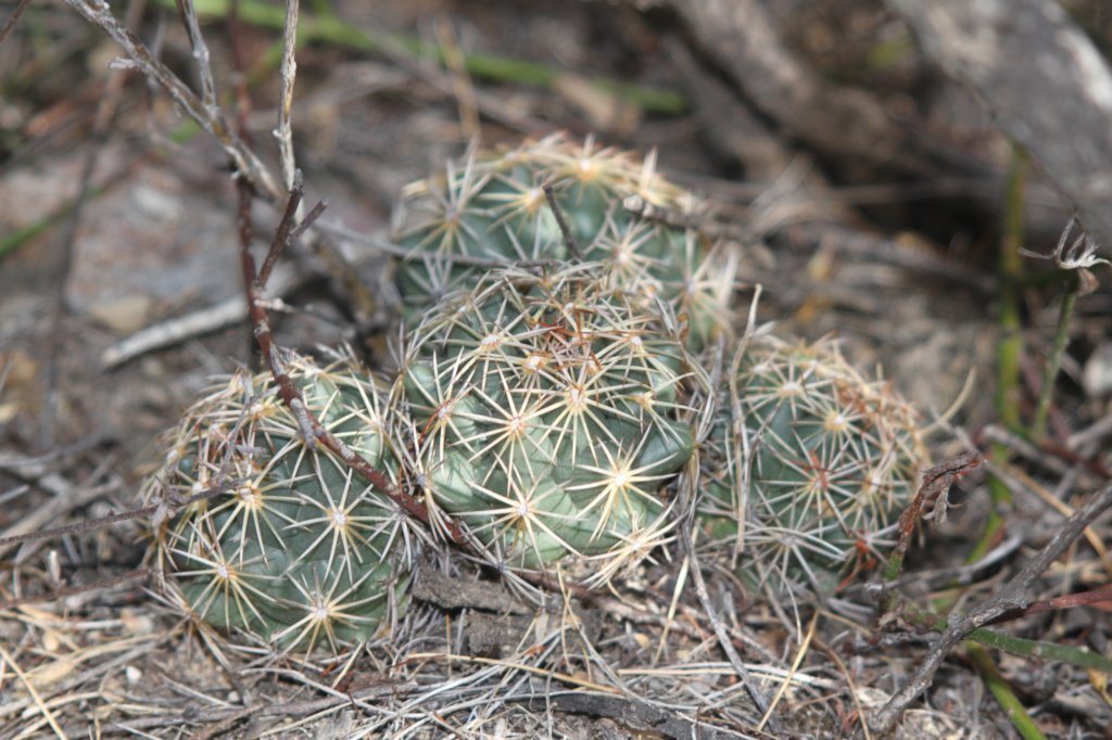 coryphanthacornifera.jpg