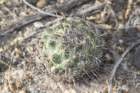 coryphanthacornifera2_small.jpg