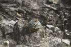 strombocactusdisciformis2_small.jpg