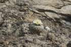 strombocactusdisciformis_small.jpg