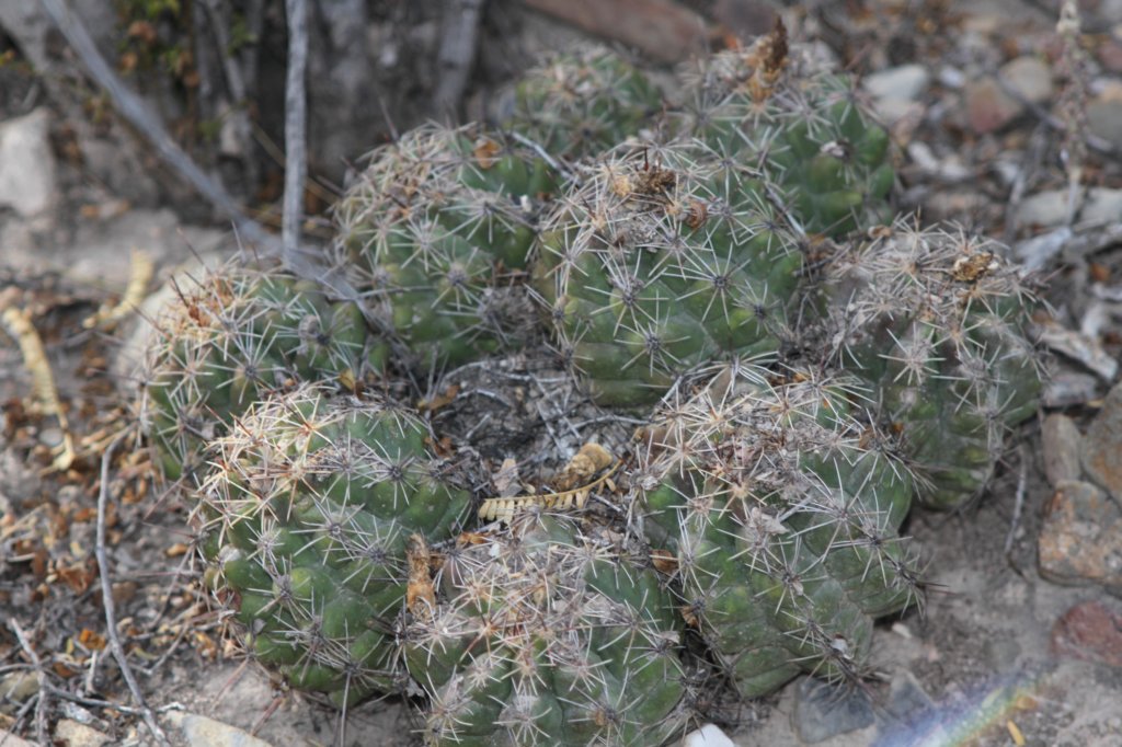 thelocactusleucanthusvarschmollii2.jpg