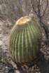 ferocactushystrix2_small.jpg