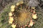 ferocactushystrix_small.jpg