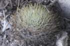 mammillariacrinita3_small.jpg