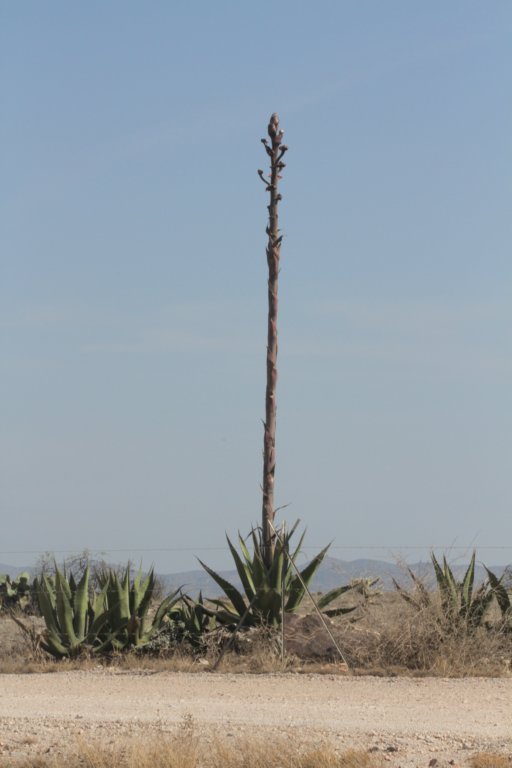agavesp9791.jpg