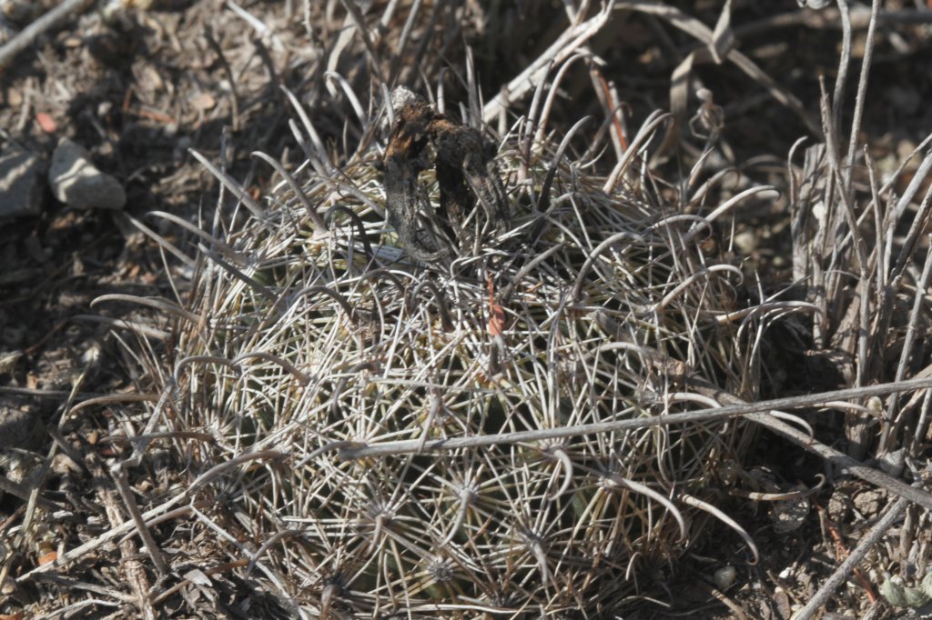 coryphanthadelicata.jpg