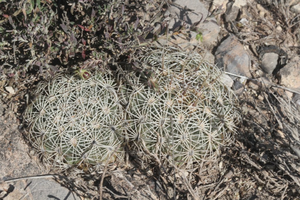 coryphanthaechinoidea2.jpg