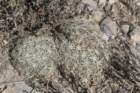 coryphanthaechinoidea2_small.jpg