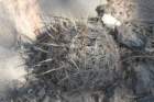 coryphanthaechinoidea_small.jpg