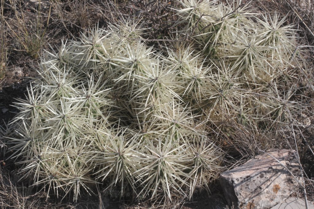 cylindropuntiarosea.jpg