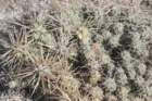 cylindropuntiarosea2_small.jpg