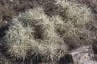 cylindropuntiarosea_small.jpg
