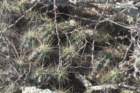 echinocereuscinerescens_small.jpg