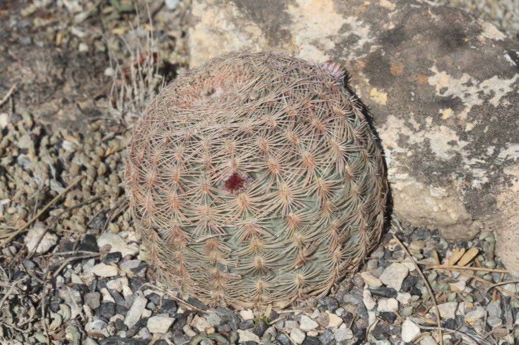 echinocereuspectinatus.jpg