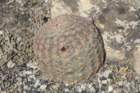 echinocereuspectinatus_small.jpg