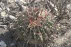 ferocactuslatispinus_small.jpg