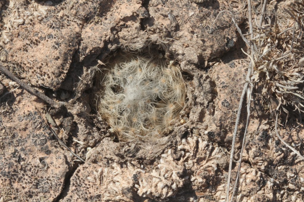 mammillariaaurielanata.jpg