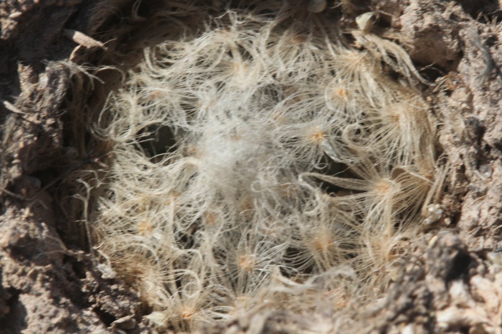 mammillariaaurielanata2.jpg