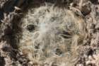 mammillariaaurielanata2_small.jpg