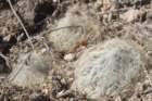 mammillariaaurielanata3_small.jpg