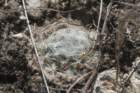 mammillariaaurielanata4_small.jpg
