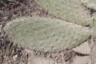 opuntialeucotricha2_small.jpg