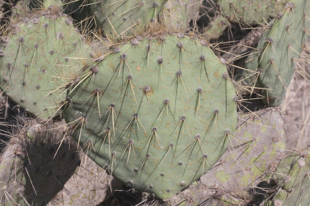 opuntiastricta2.jpg