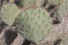 opuntiastricta2_small.jpg