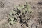 opuntiastricta_small.jpg