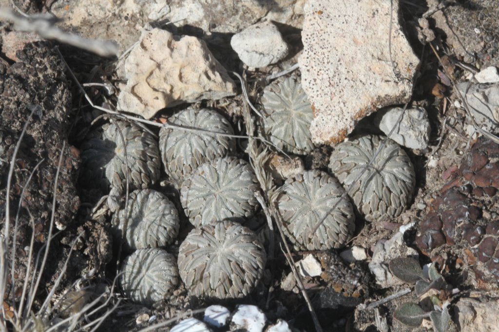 pelecyphoraaselliformis.jpg