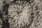 pelecyphoraaselliformis2_small.jpg