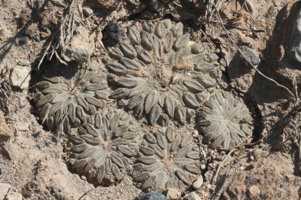pelecyphoraaselliformis3.jpg