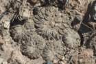 pelecyphoraaselliformis3_small.jpg