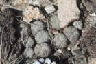 pelecyphoraaselliformis_small.jpg