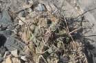 thelocactushexaedrophorus_small.jpg