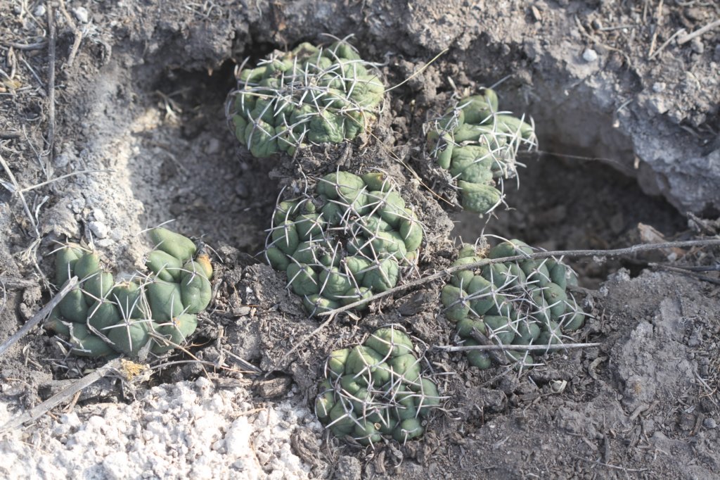 coryphanthamaiztablasensis.jpg