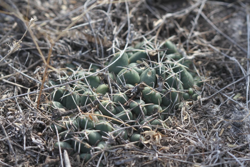 coryphanthamaiztablasensis2.jpg