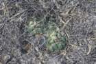 coryphanthamaiztablasensis3_small.jpg