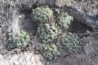 coryphanthamaiztablasensis_small.jpg