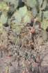 cylindropuntiakleiniae_small.jpg
