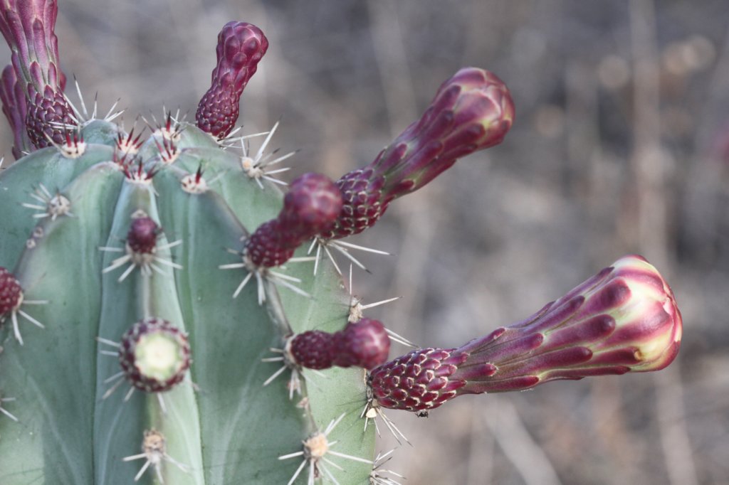 stenocereuspruinosus.jpg