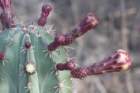 stenocereuspruinosus_small.jpg