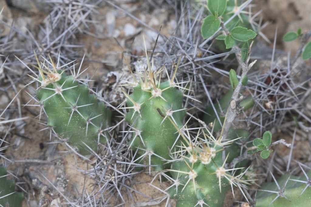echinocereuspentalophus.jpg