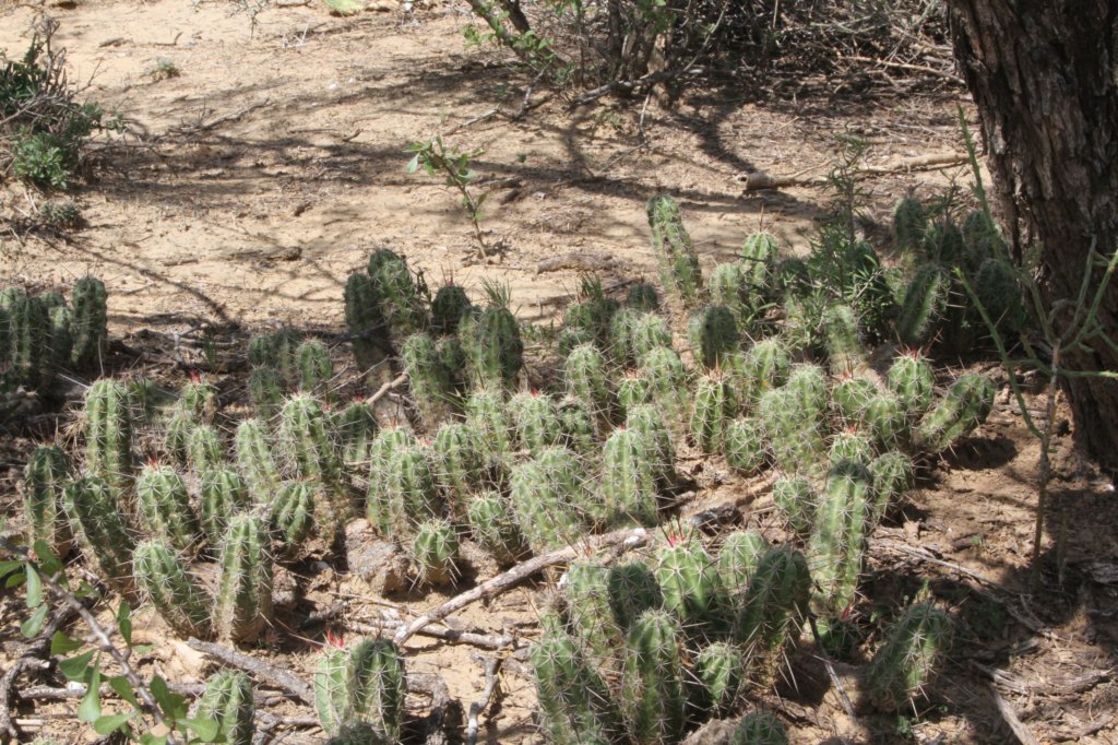 echinocereusviereckii2.jpg
