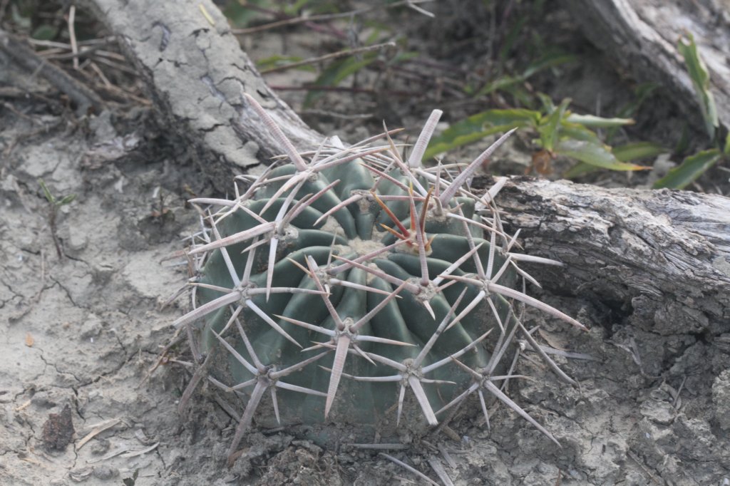 homocephalaechinocactustexensis.jpg