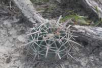homocephalaechinocactustexensis_small.jpg
