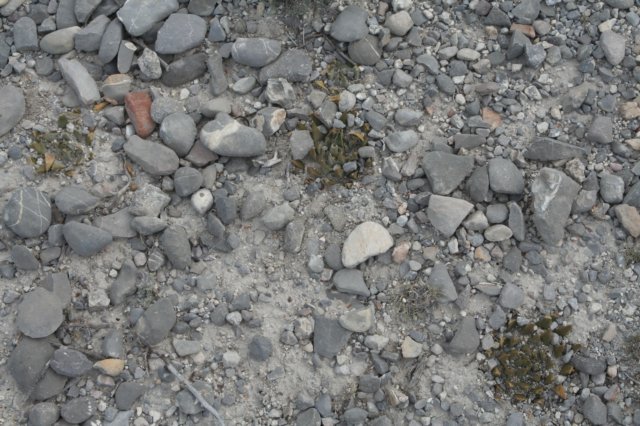 ariocarpustrigonus.jpg