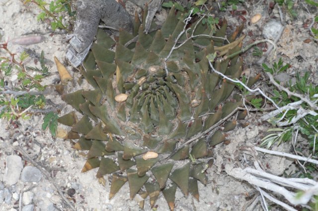 ariocarpustrigonus2.jpg