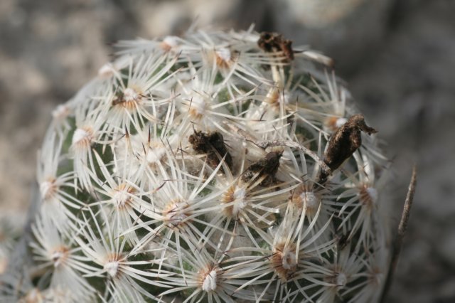 neolloydiaconoidea3.jpg