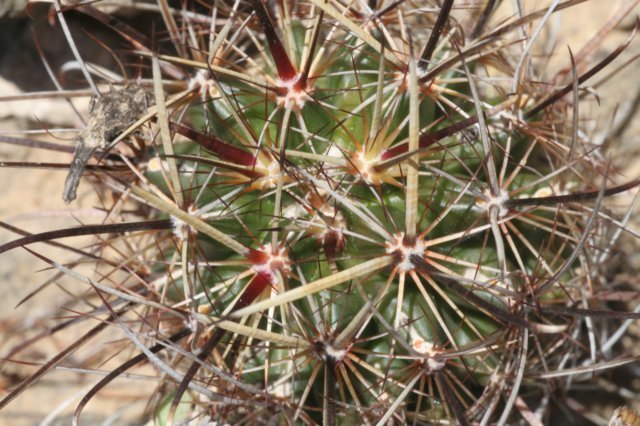 coryphanthavaupeliana.jpg